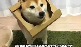 娱乐吃瓜君傻狗日常,傻狗日常的欢乐盛宴